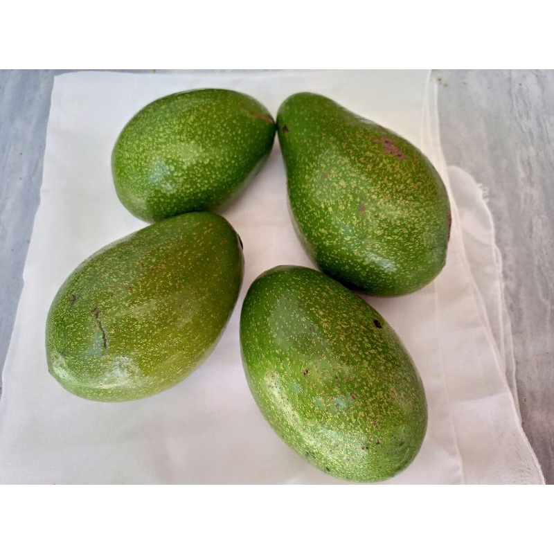 

Alpukat 1 kg belum matang buah alpukat segar avocado