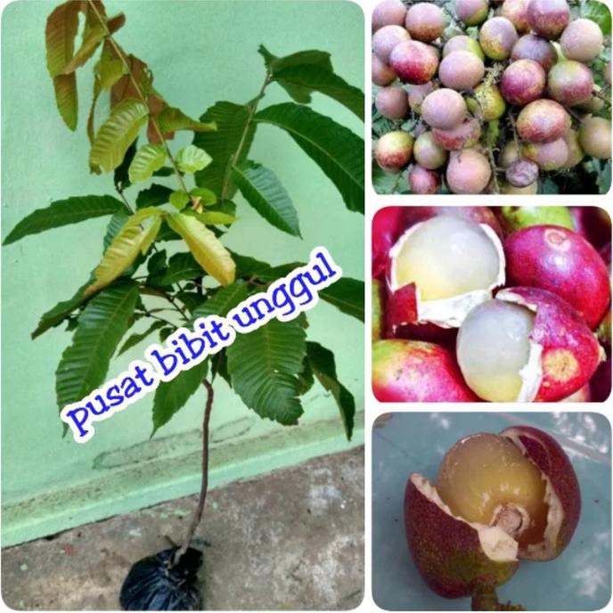 Jual Anja Bibit Buah Matoa Atau Rambutan Irian Jaya Super Shopee