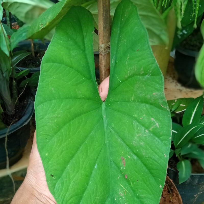alocasia alba langka