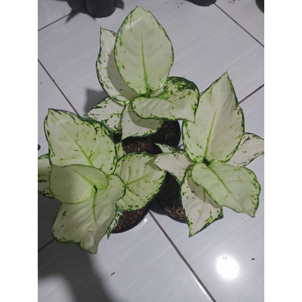aglonema super white tisu