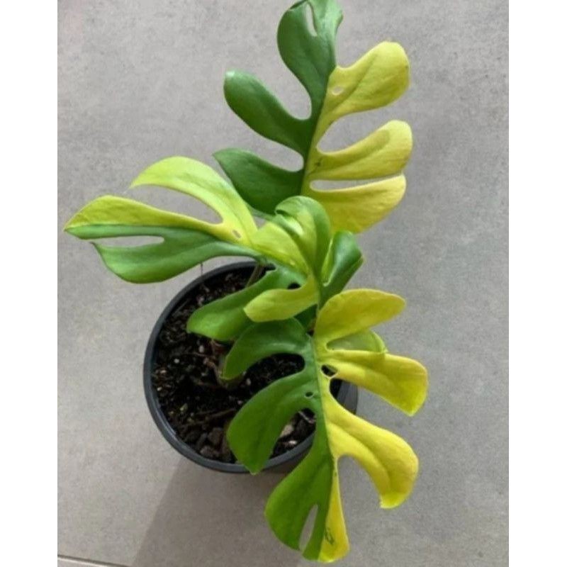 bibit Bonggol MONSTERA MINIMA VARIEGATA / MONSTERA AUREUM