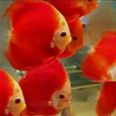 

discus red melon / ikan hias / aquasqape