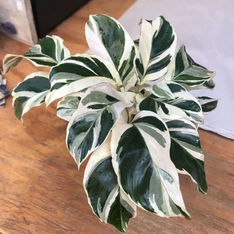 Tanaman Hias Calathea White Fusion - Calathea Tissue - Tanaman Indoor