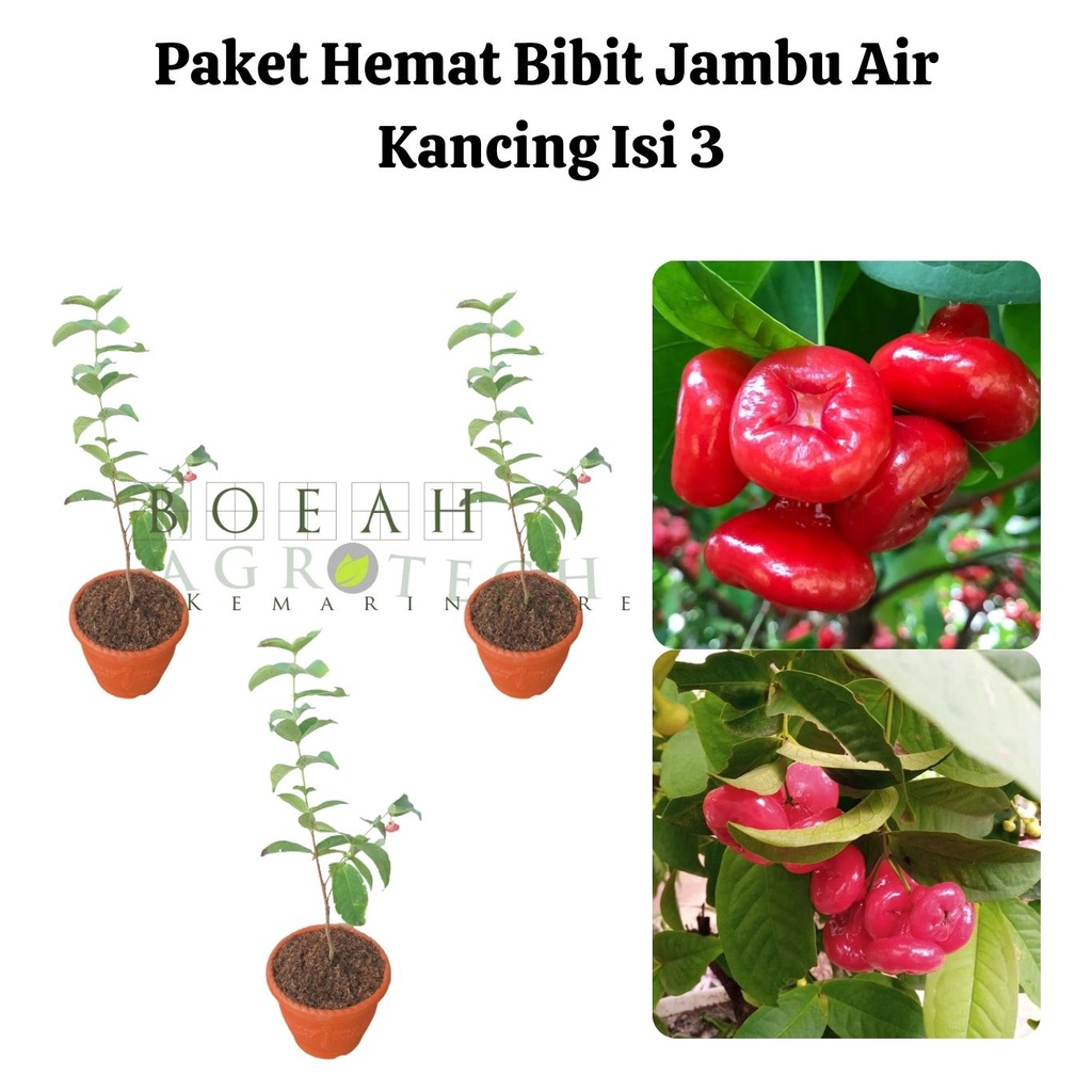 Paket Hemat Bibit Jambu Air Kancing Okulasi Isi 3 Bonus Bibit Strawberry+Polibag