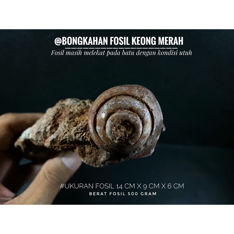 Bongkahan Fosil Keong Purba Temuan B94 atau Fosil Kerang atau Fosil Gastropoda atau Fosil Kol atau F