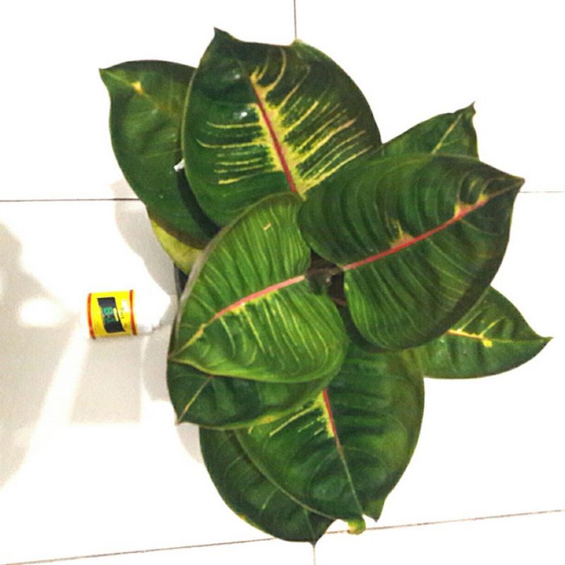 TERBARU)))// AGLONEMA BLACK MOONLIGHT GERHANA ANAKAN CANTIK 100%(BAWA BONGGOL)