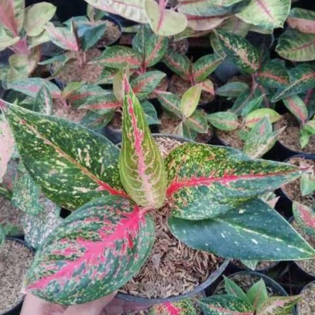 Aglaonema Hot Lady Laris