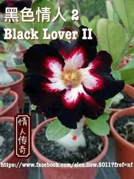 Adenium Grafting royan Empress