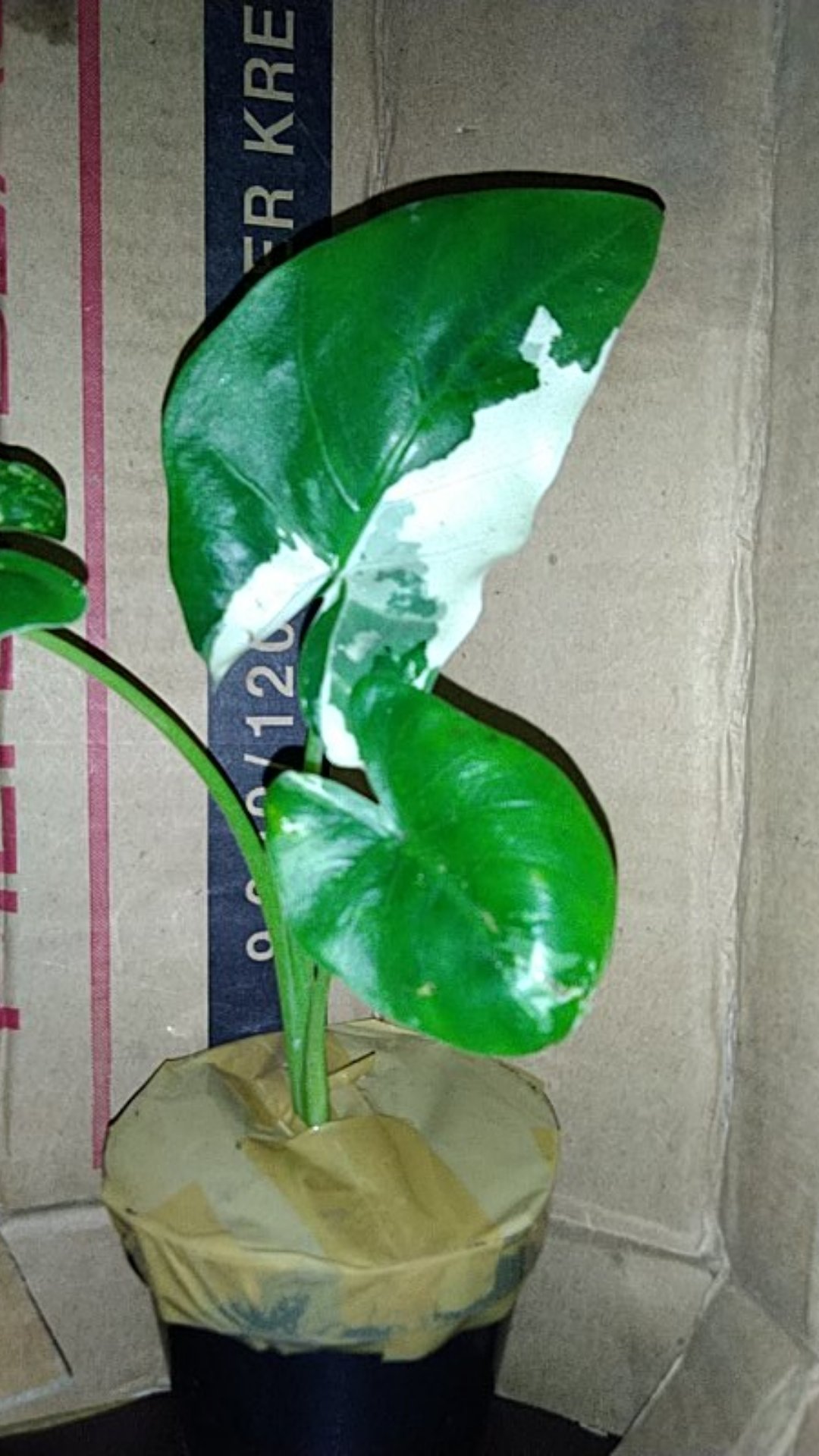 Tanaman Hias Sente Varigata