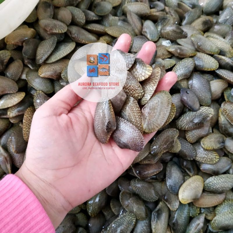 

Kerang batik