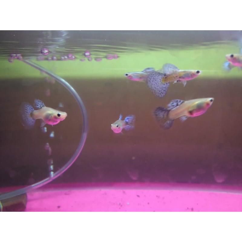Ikan Guppy Bluegrass (sepasang)