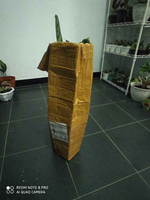 Tanaman Hias Calathea Sentosa