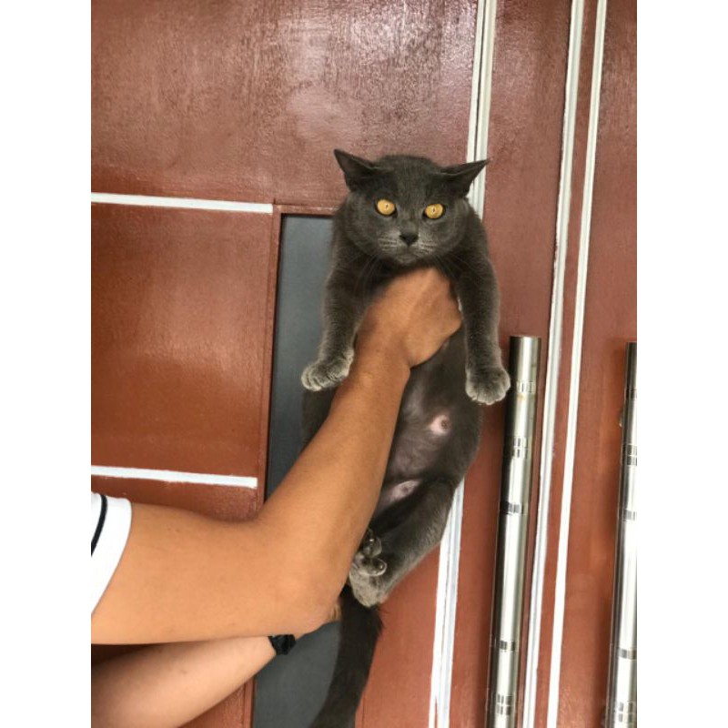KUCING BSH/ british shorthair/ KUCING BETINA