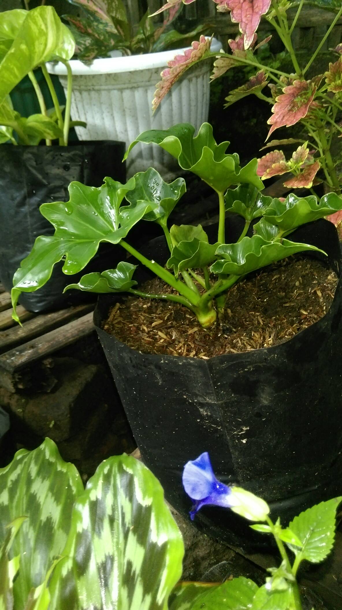 Philodendron / Jendron