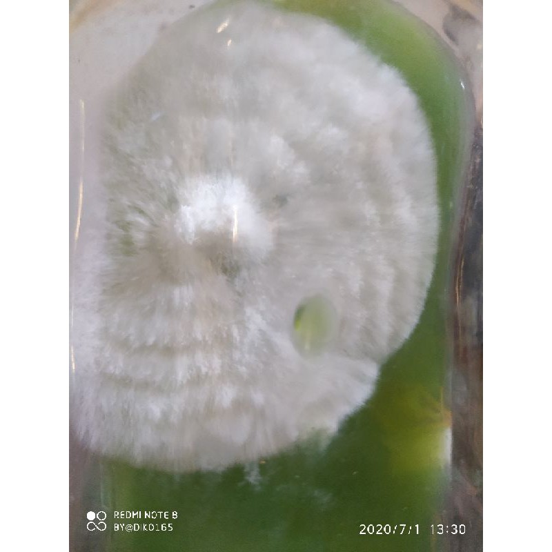 F0 bibit jamur tiram