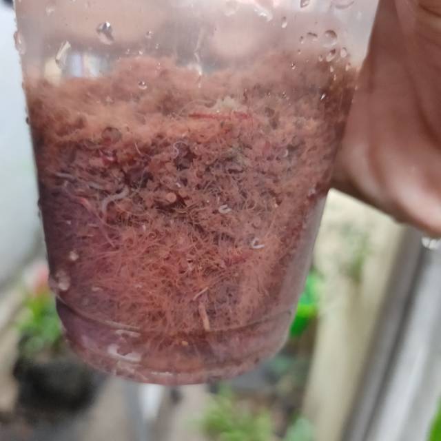 Cacing sutra / Cacing rambut