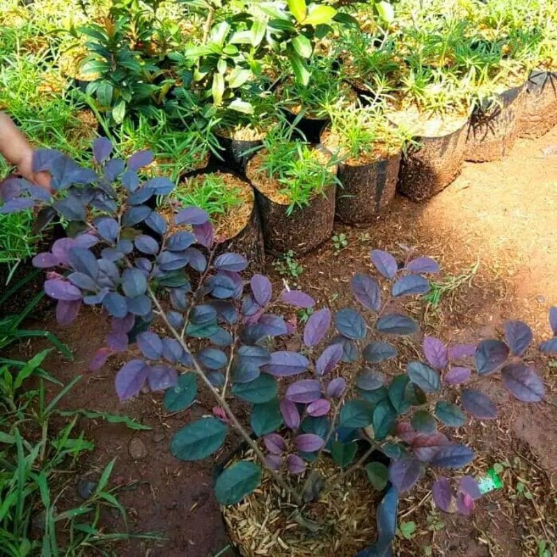 TANAMAN HIAS SERUT MERAH BAHAN BONSAI