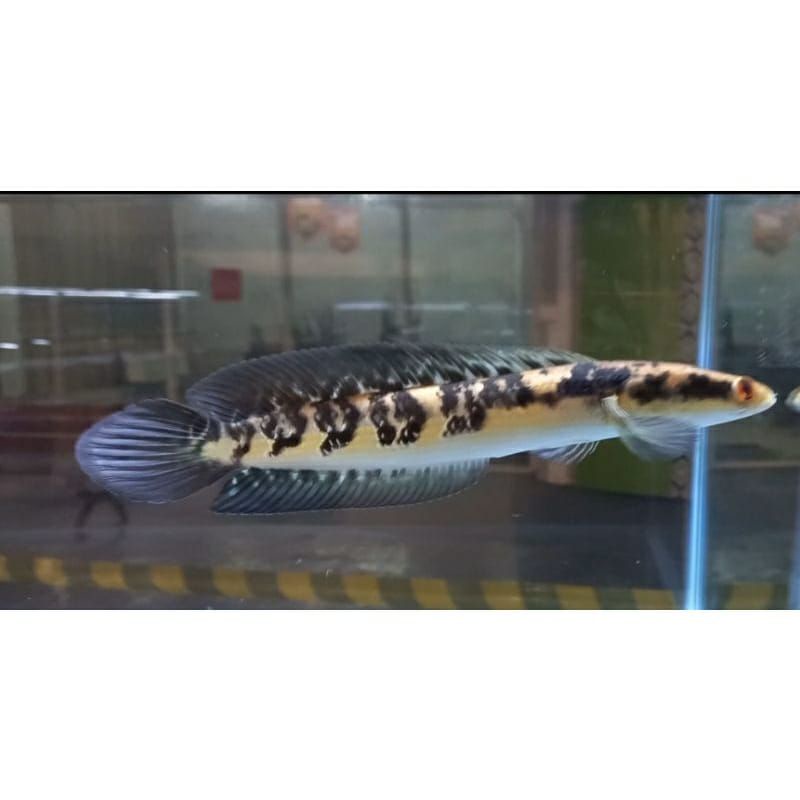 (GARANSI) aksesoris chana maru yellow Sentarum