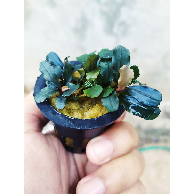 bucephalandra brownie blue