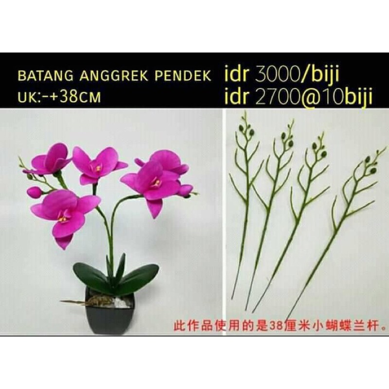 batang anggrek stoking