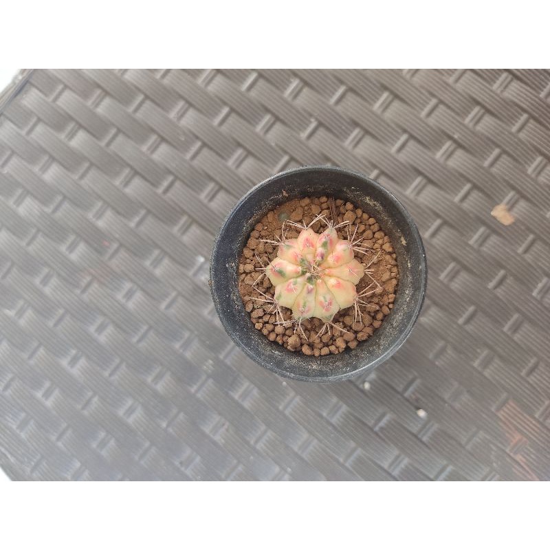 kaktus gymno marble variegata