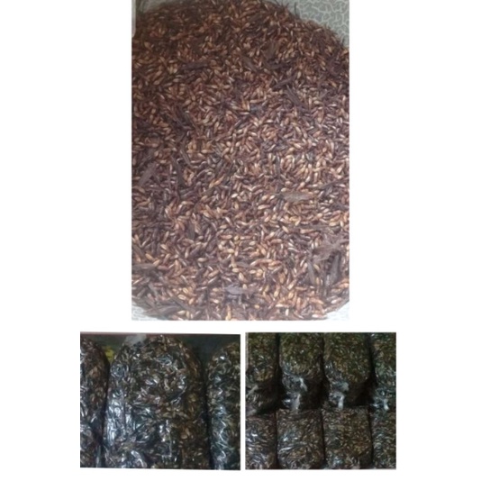 umpah galatama lele silaru .umpan pancing.raja umpan Galatama lele.umpan babon.Galatama lele siap pa