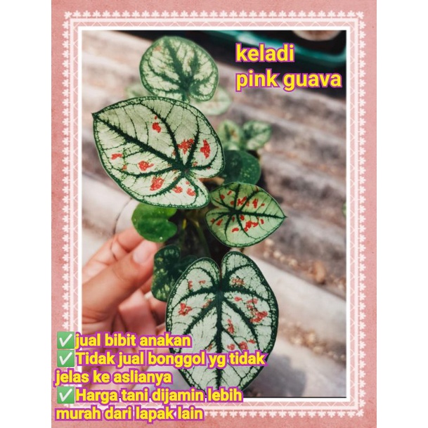 Keladi pink guava anakan