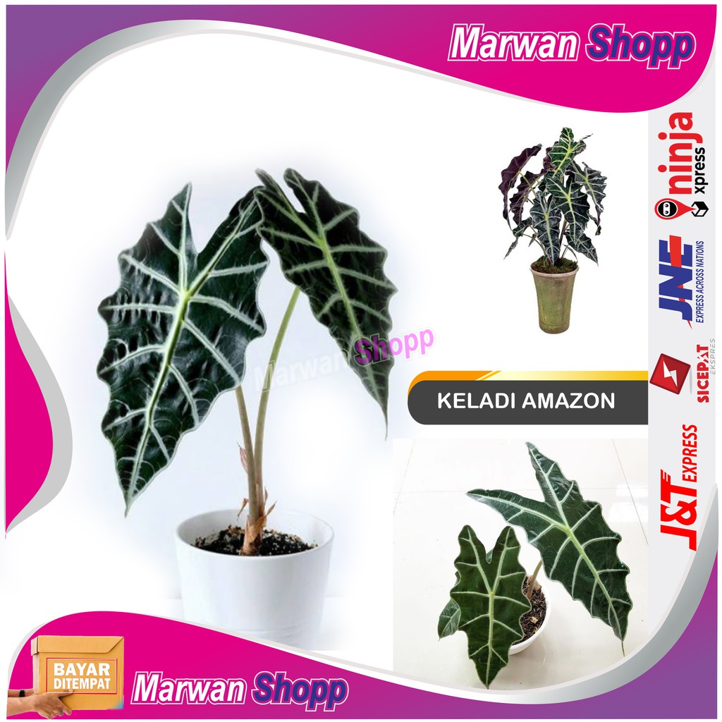 ALOCASIA KELADI AMAZON LIKU DEWASA BESAR MARWAN SHOPP