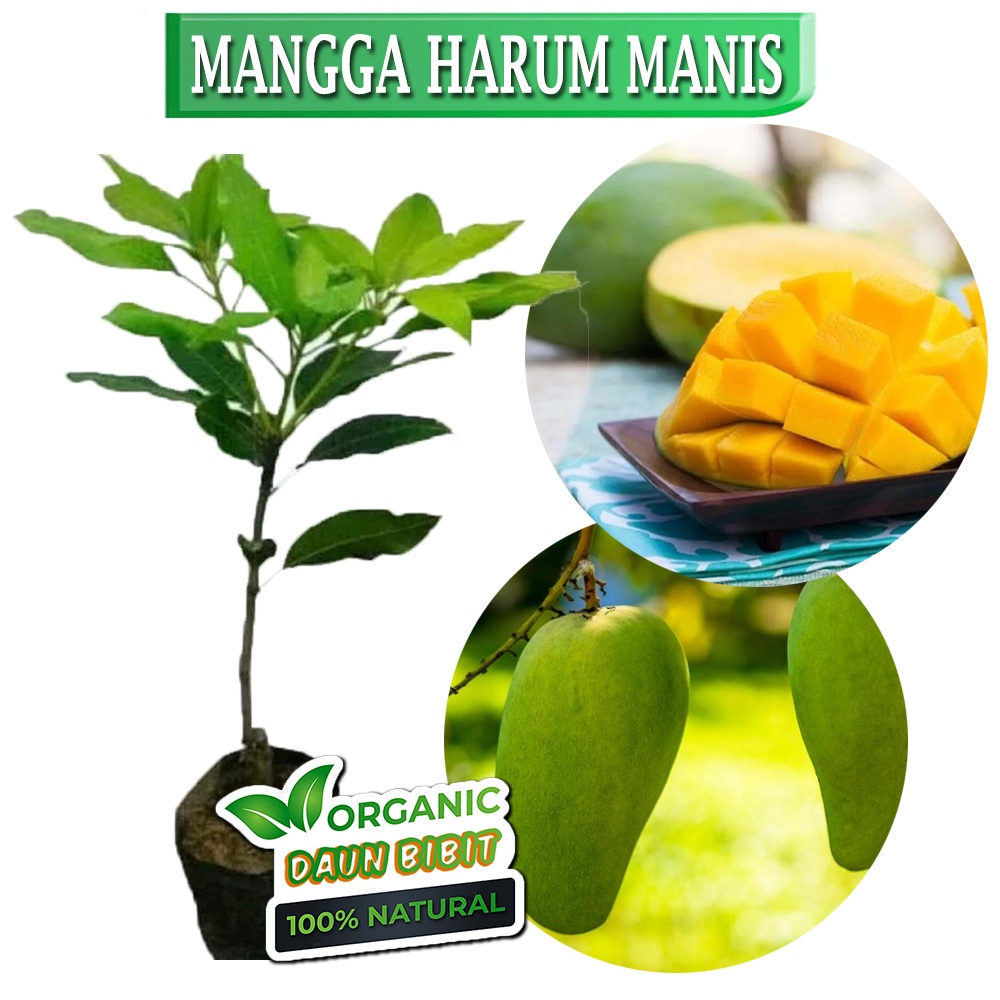 Bibit Mangga Harum Manis super genjah bisa tanam dalam pot