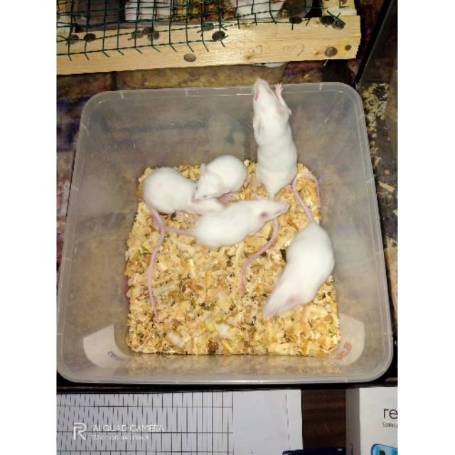 Paket Indukan Tikus Putih/Mencit Siap Kawin