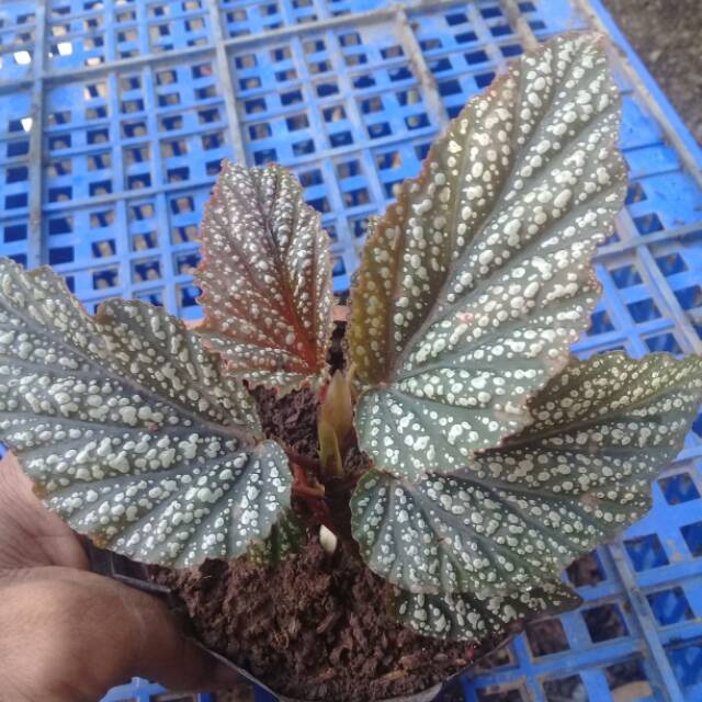 promo Begonia..siver