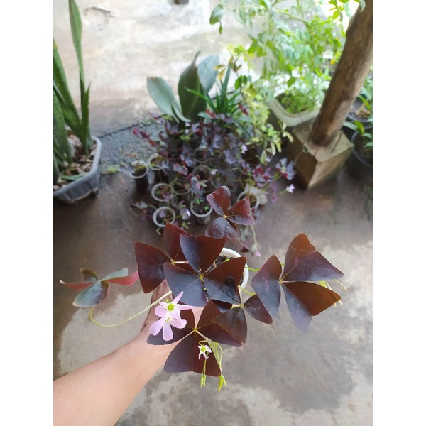 oxalis triangularis