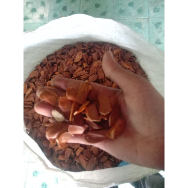 

biji mahoni termurah 1 kg
