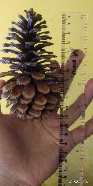 Bunga Pinus Kering Jumbo Mekar Pine Cones Rustic