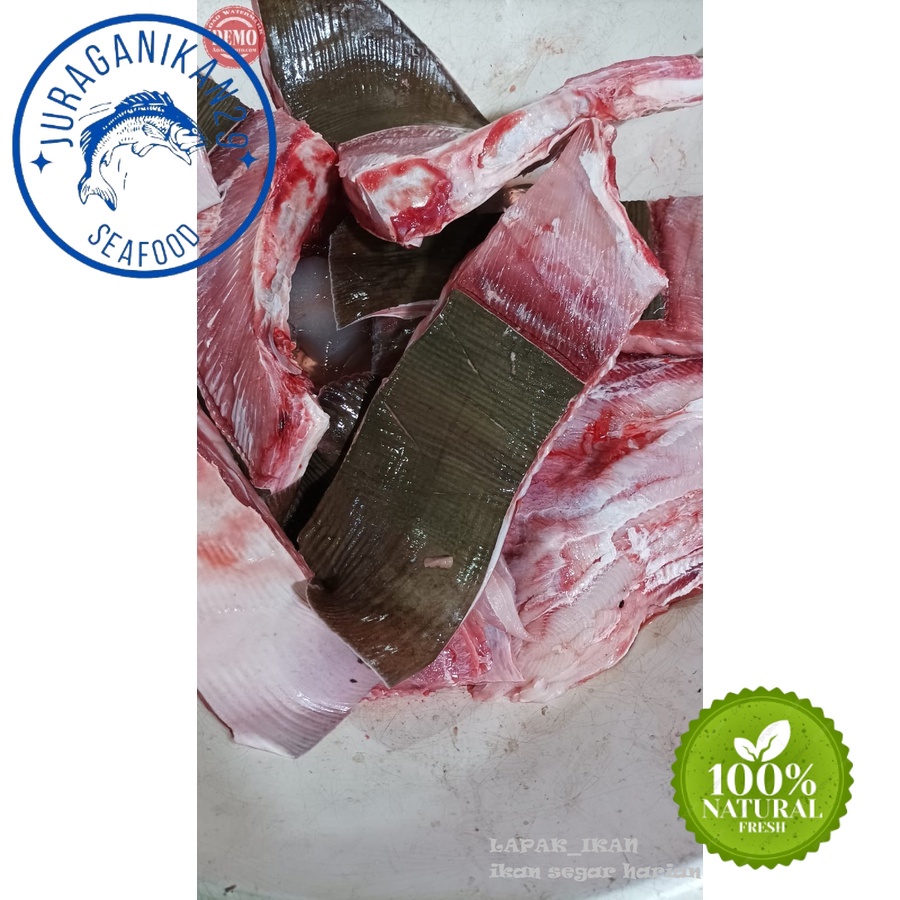 

Ikan Pari Fillet Segar 1~Kilogram