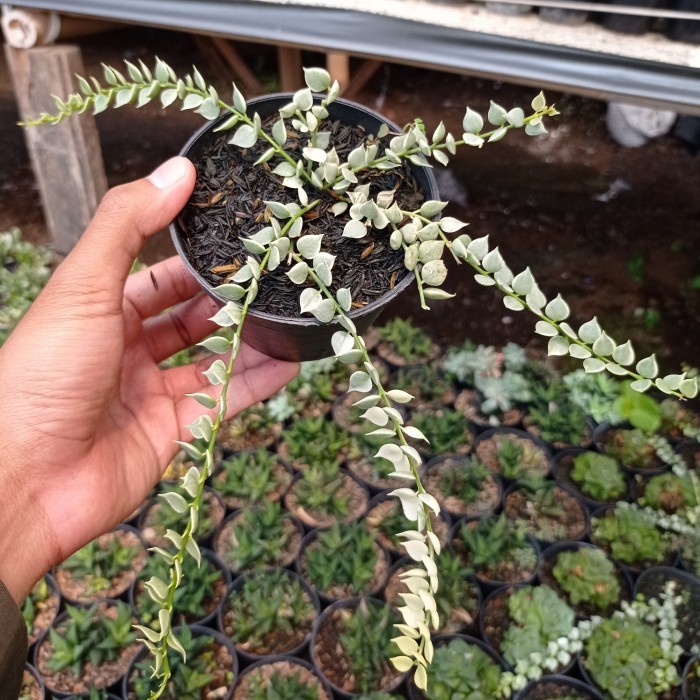 dischidia million hearts variegata | dischidia ruscifolia variegata KAKTUS SUKULEN TANAMAN HIAS