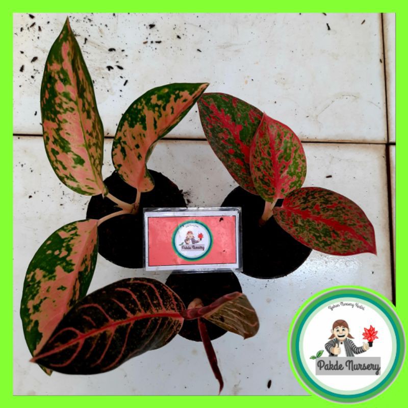 [BISA COD]TANAMAN HIAS AGLONEMA PAKET RED SUMATRA/AGLONEMA PAKET/AGLONEMA PAKET MURAH