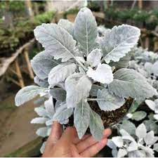 Silver dust daun besar - TANAMAN PUTRI SALJU / SILVER DUST DAUN LEBAR bunga kembang hias murah