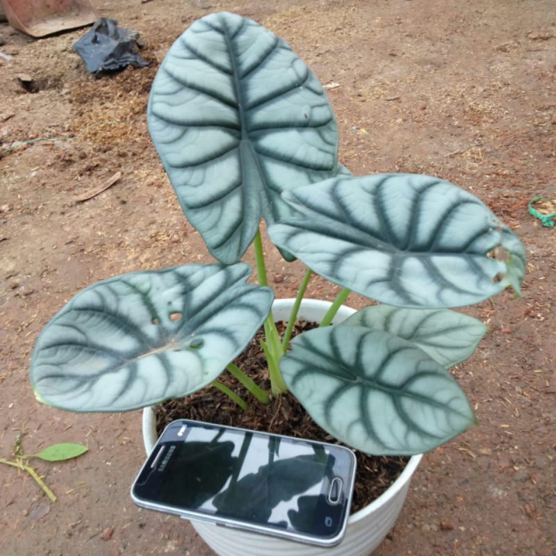 Dragon silver/Keladi Tengkorak