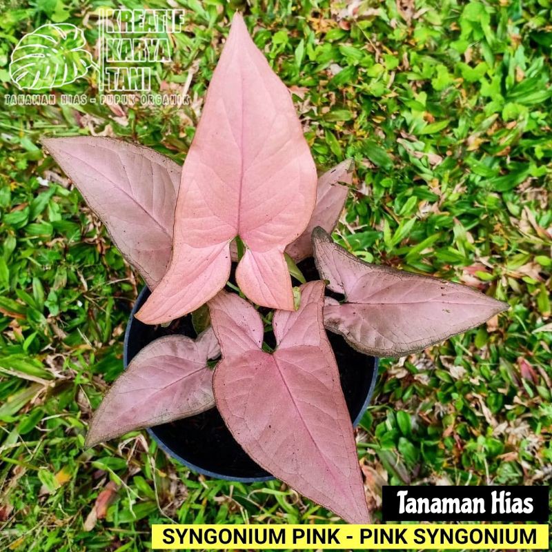 Tanaman Syngonium Pink - Syngonium pink - Pink Syngonium
