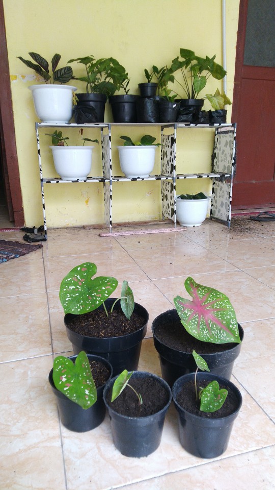 Keladi Tricolor