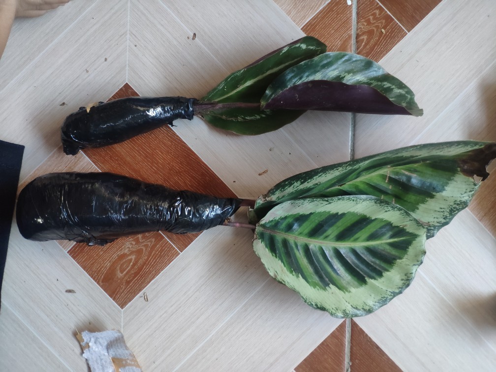 Tanaman Hias Calathea Angela Import