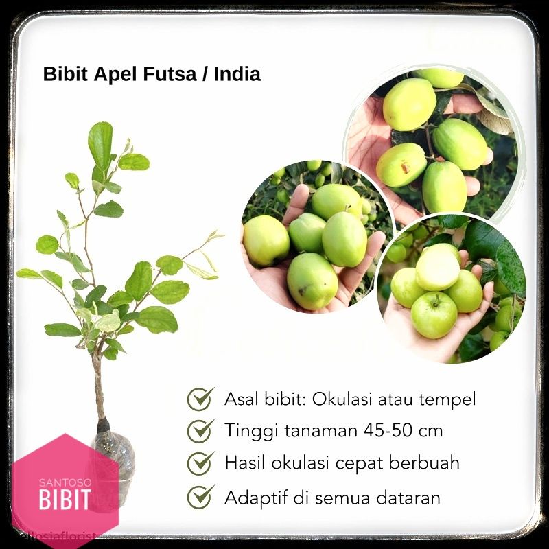 Bibit tanaman apel futsa/apel india siap berbuah/bidara india super manis