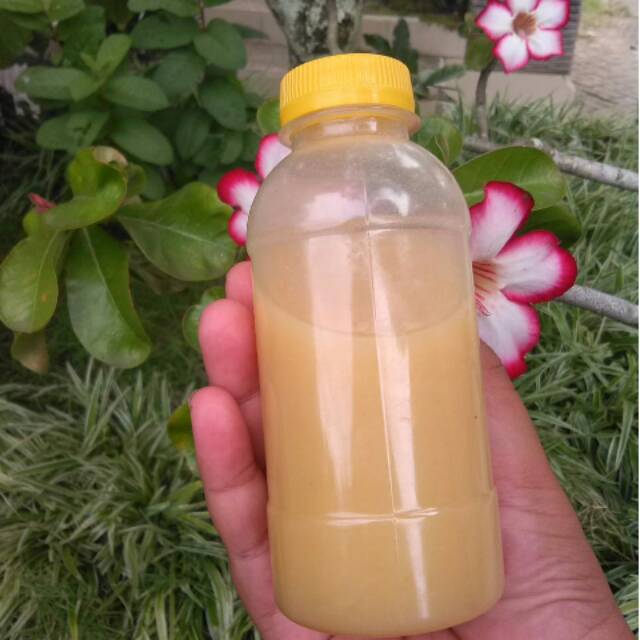 

Madu Royaljelly 300gram ASLI (kompss: royaljelly:100grm)