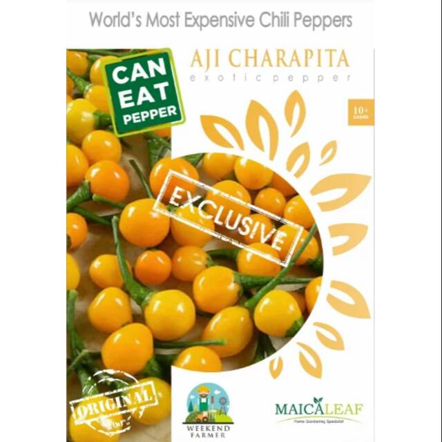Benih Biji Aji Charapita Pepper - Cabe Termahal Didunia - Maica Leaf