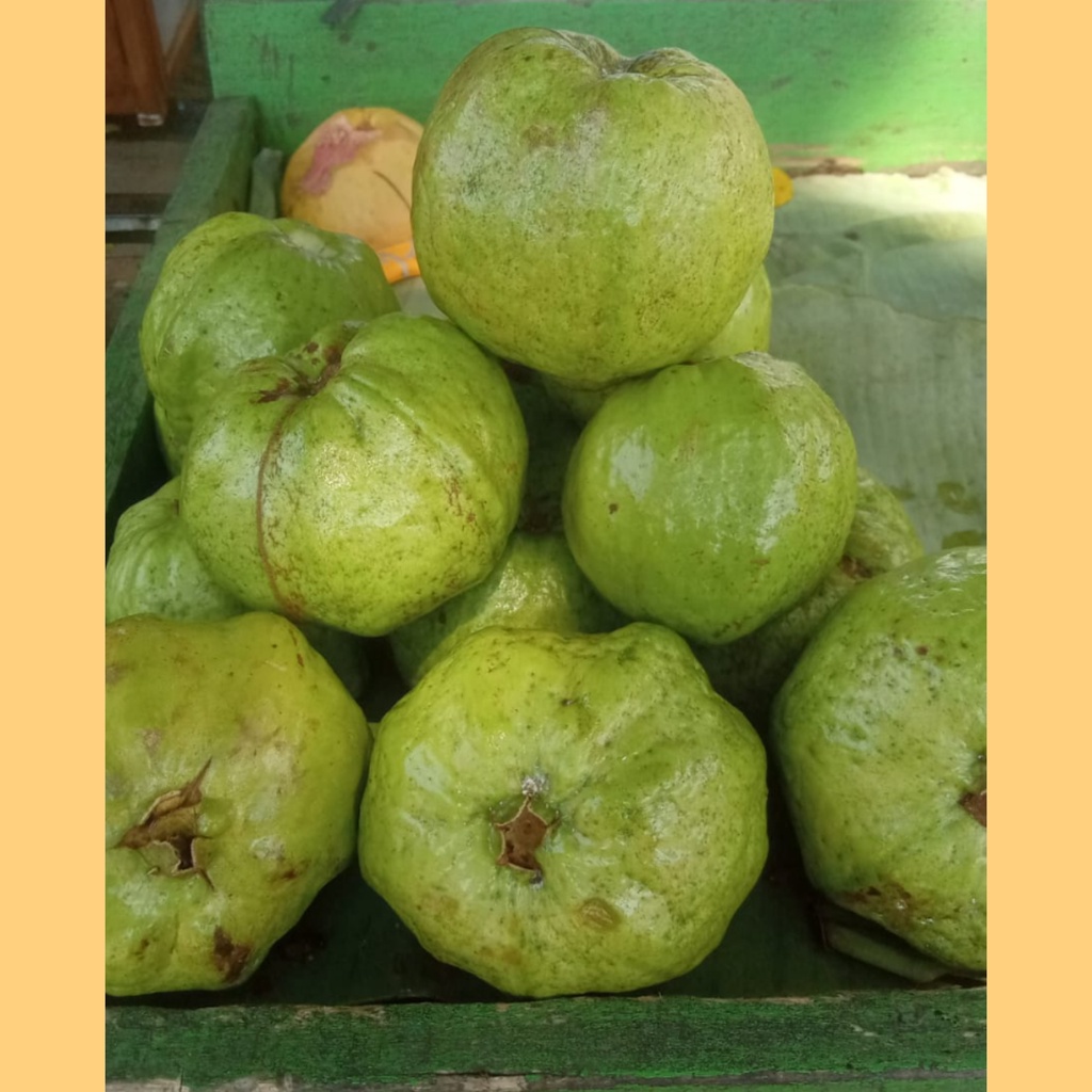 

Buah Jambu Kristal Segar 1 kg