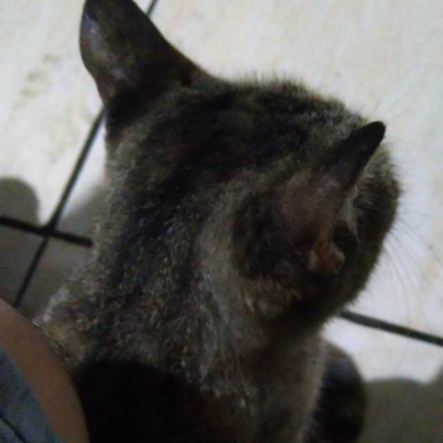 edhohendriyanto