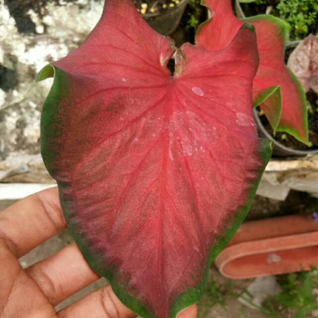 Bibit Caladium Red Ruffles Keladi Hias Merah Shopee Indonesia