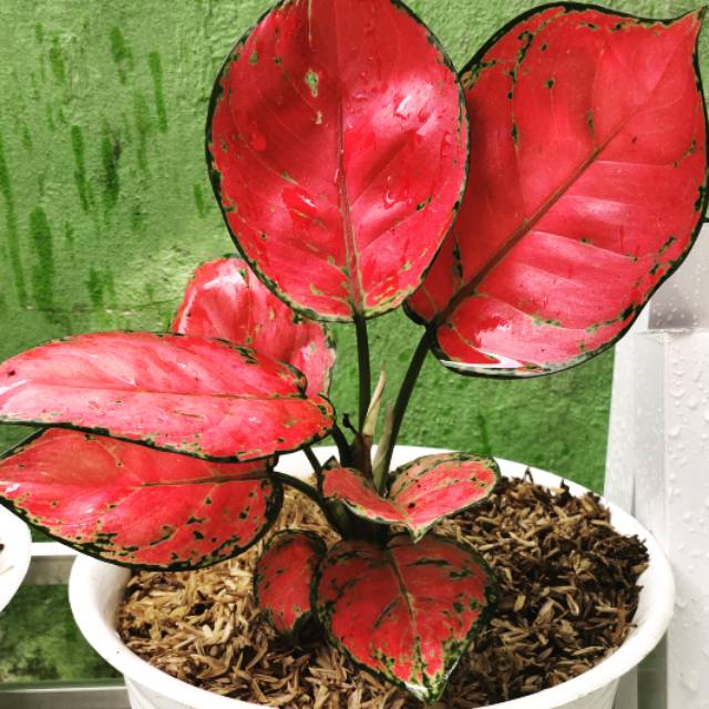 Aglonema red anjamani jumbo