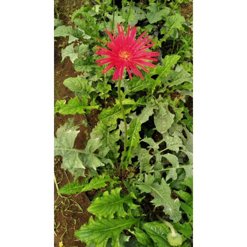 plant gerbera spider magenta